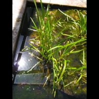 Sparganium Emersum (fam. Sparganiacees) (rg Circumboreales) (00)